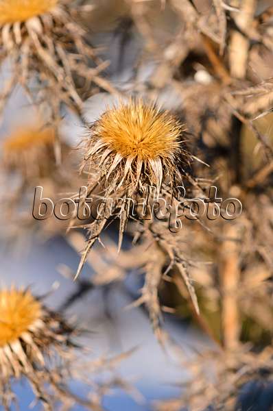 518125 - Common carline thistle (Carlina vulgaris subsp. spinosa)