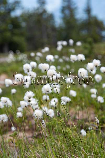 651240 - Common cotton grass (Eriophorum angustifolium)