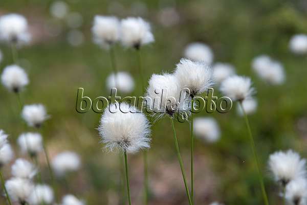 651241 - Common cotton grass (Eriophorum angustifolium)