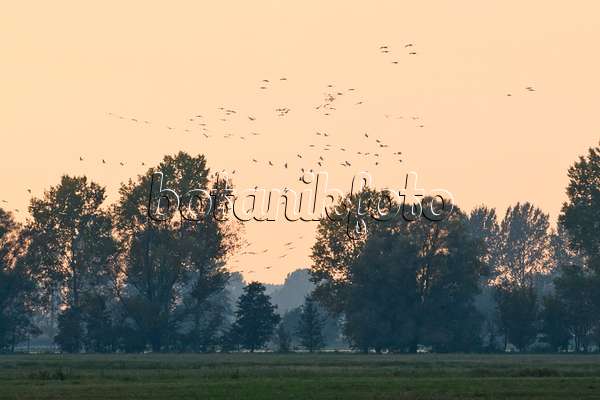 561098 - Common cranes (Grus grus) near Linum, Germany