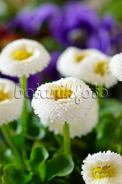 483073 - Common daisy (Bellis perennis)