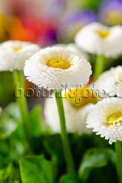 483093 - Common daisy (Bellis perennis)