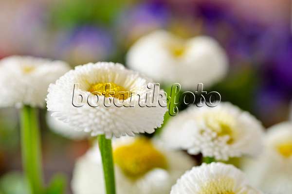 483094 - Common daisy (Bellis perennis)
