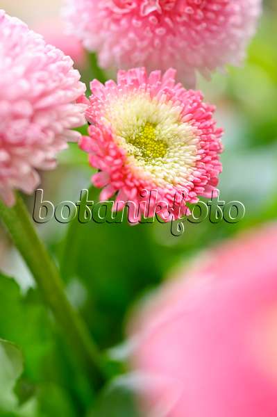 483137 - Common daisy (Bellis perennis)