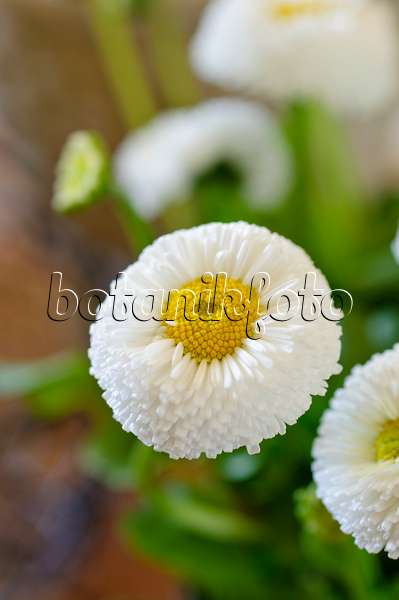483182 - Common daisy (Bellis perennis)