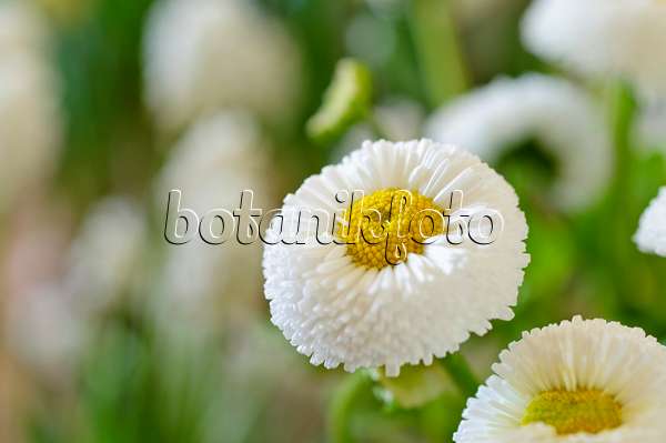 483183 - Common daisy (Bellis perennis)