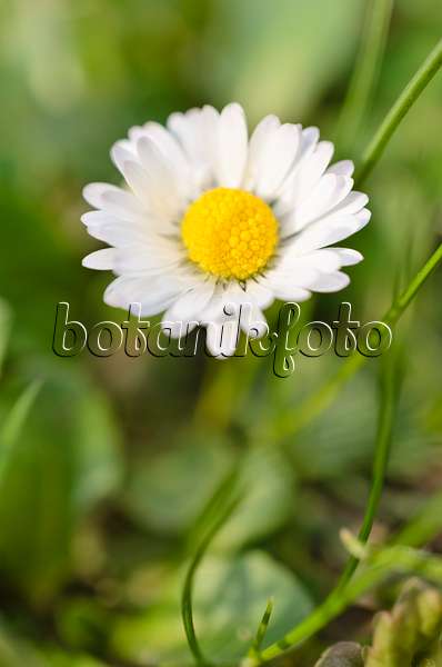 507059 - Common daisy (Bellis perennis)