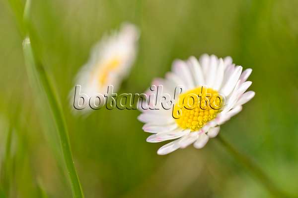 507060 - Common daisy (Bellis perennis)