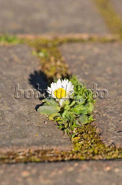 531169 - Common daisy (Bellis perennis)