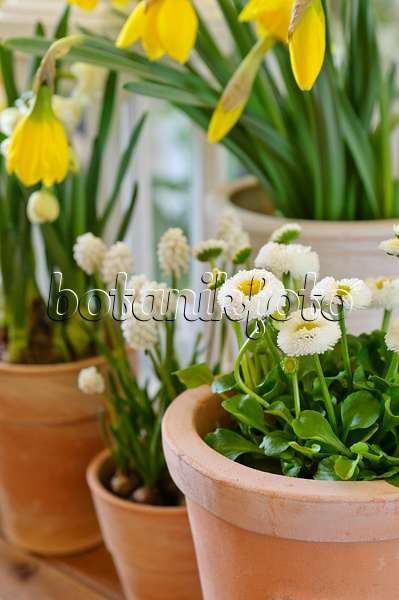 483184 - Common daisy (Bellis perennis), Armenian grape hyacinth (Muscari armeniacum 'White Magic') and wild daffodil (Narcissus pseudonarcissus)