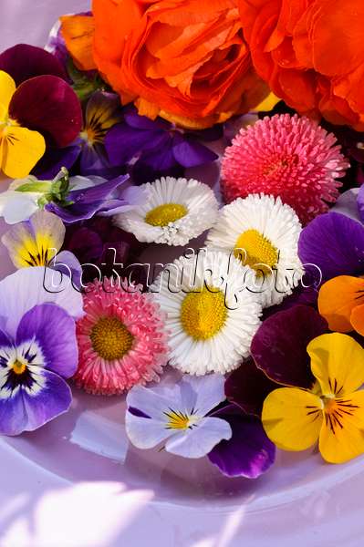 484217 - Common daisy (Bellis perennis), horned pansies (Viola cornuta) and turban buttercup (Ranunculus asiaticus 'Gambit Mix'), cut flowers on a plate