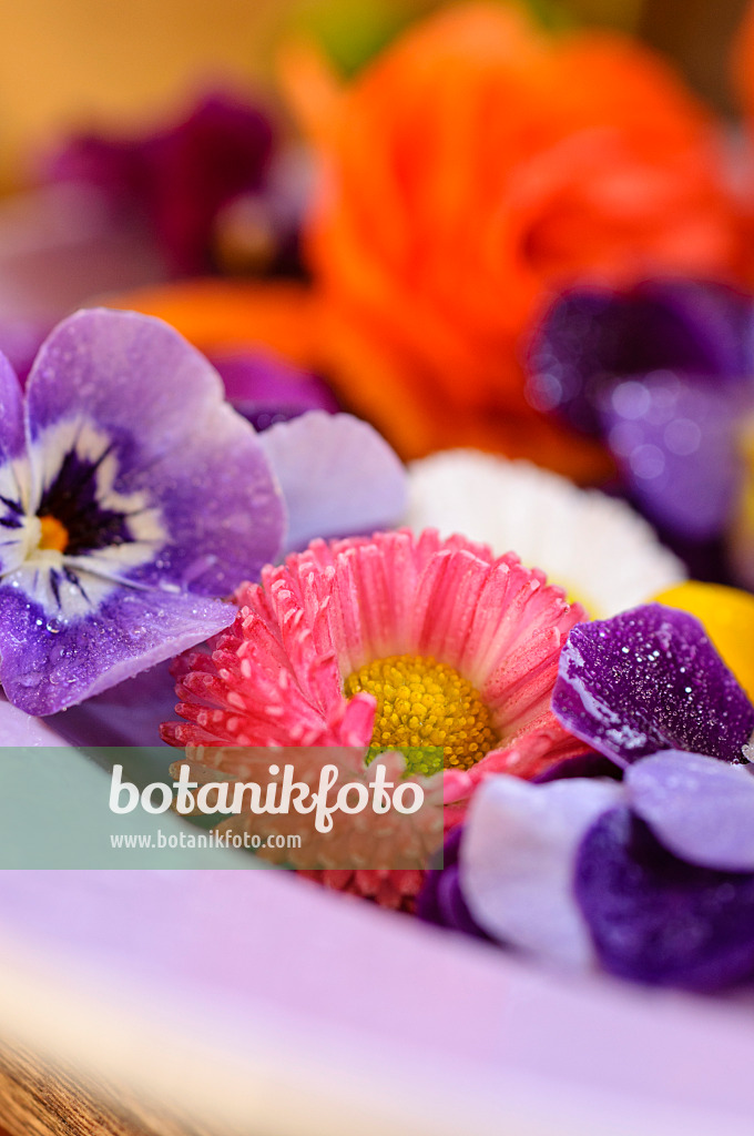 484232 - Common daisy (Bellis perennis) and horned pansies (Viola cornuta), cut flowers on a plate