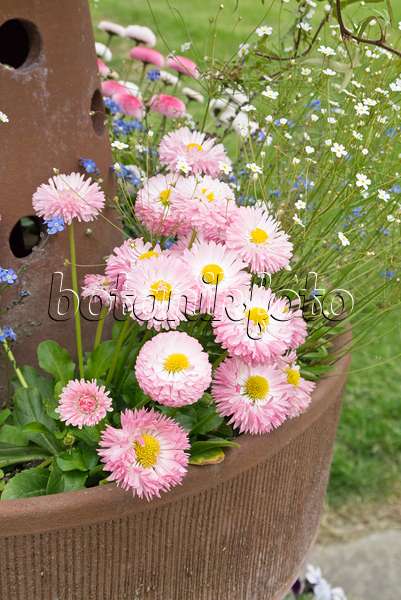 544161 - Common daisy (Bellis perennis) in a flower tub