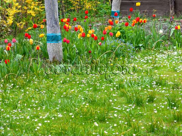 483337 - Common daisy (Bellis perennis) and tulips (Tulipa)