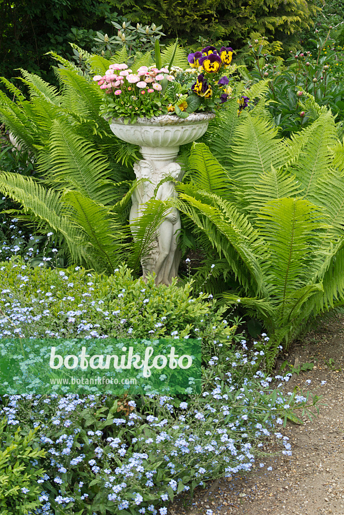 544173 - Common daisy (Bellis perennis), violet (Viola), ostrich fern (Matteuccia struthiopteris) and forget-me-not (Myosotis)