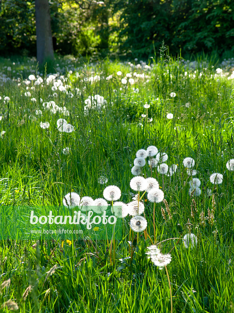 460081 - Common dandelion (Taraxacum officinale)