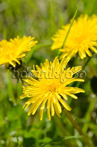 507185 - Common dandelion (Taraxacum officinale)