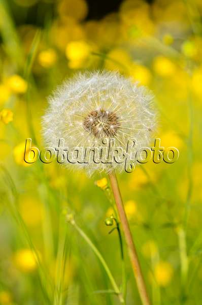 520316 - Common dandelion (Taraxacum officinale)