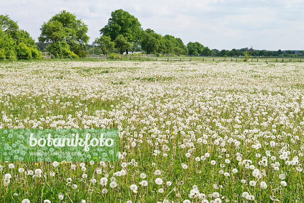 532010 - Common dandelion (Taraxacum officinale)