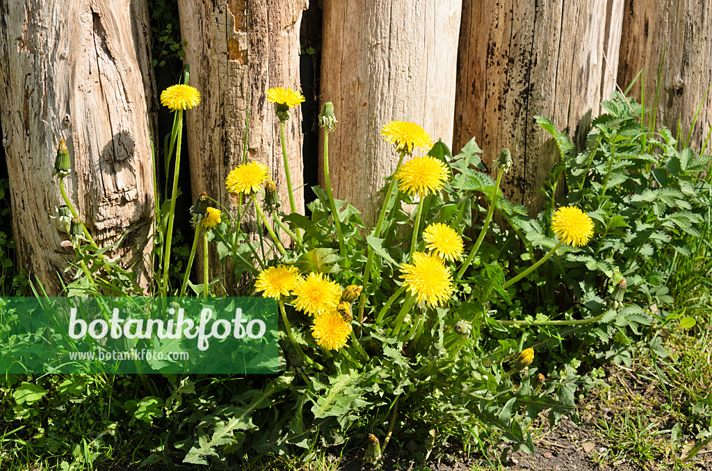 544041 - Common dandelion (Taraxacum officinale)