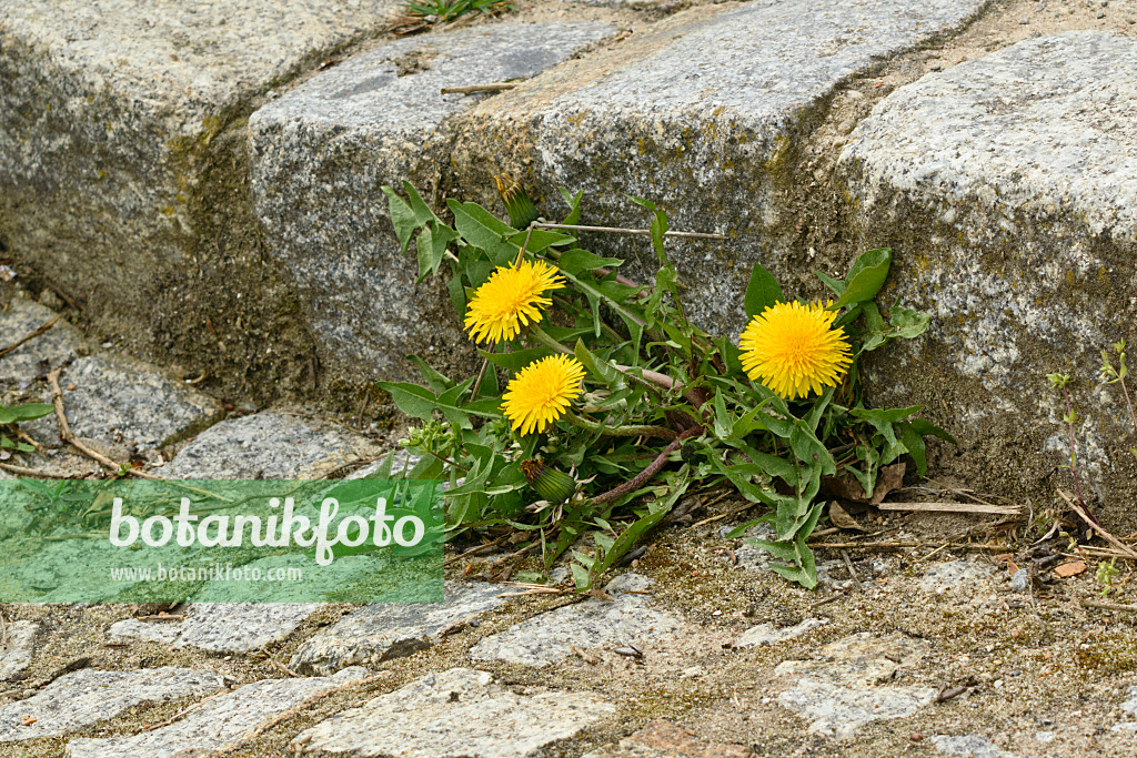 555021 - Common dandelion (Taraxacum officinale)