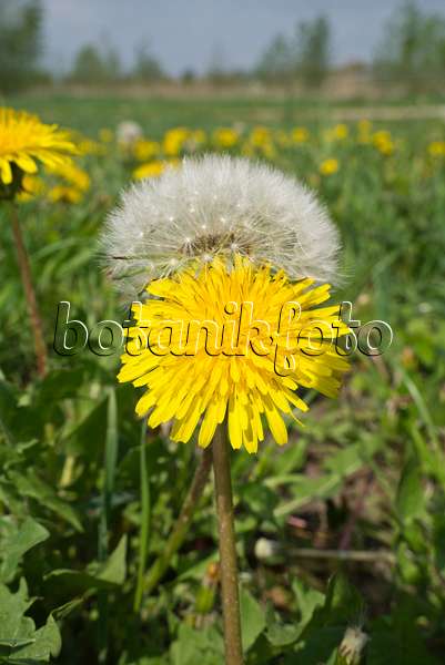 608041 - Common dandelion (Taraxacum officinale)