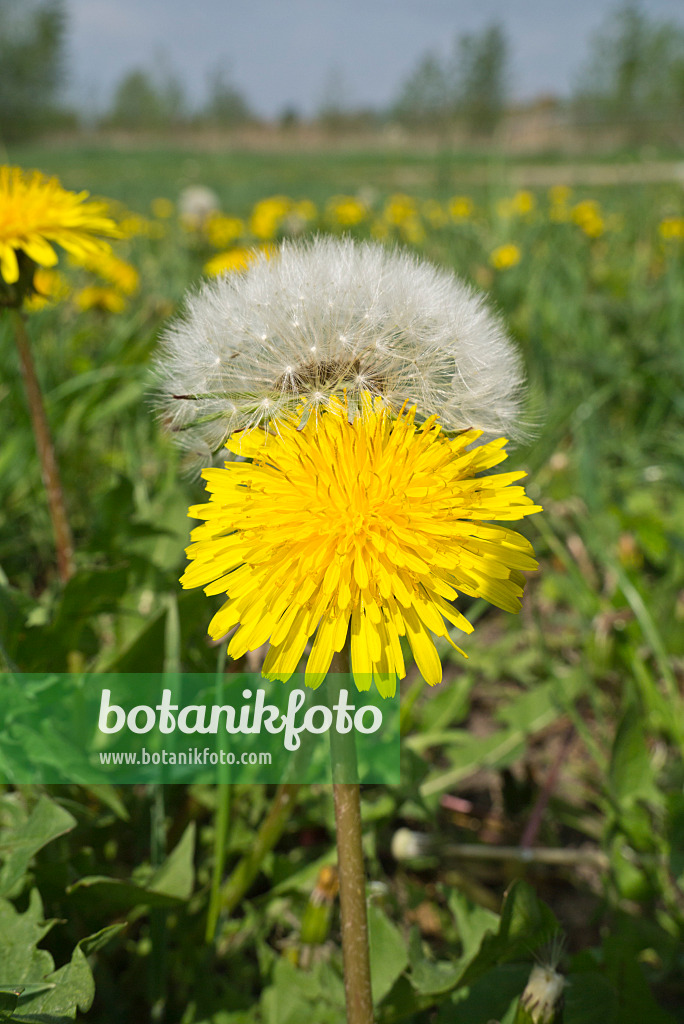 608041 - Common dandelion (Taraxacum officinale)