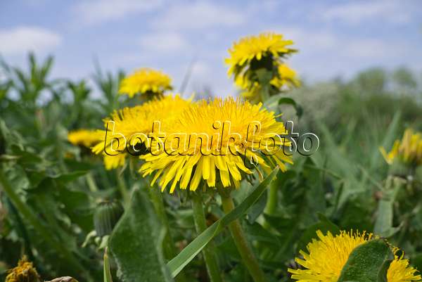608042 - Common dandelion (Taraxacum officinale)