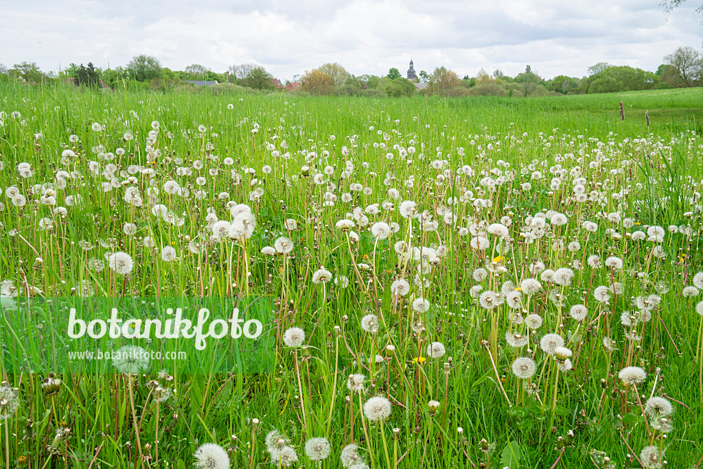 625032 - Common dandelion (Taraxacum officinale)