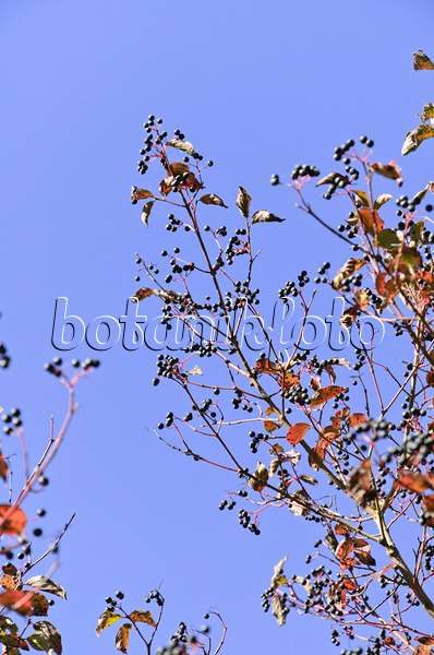 500230 - Common dogwood (Cornus sanguinea)