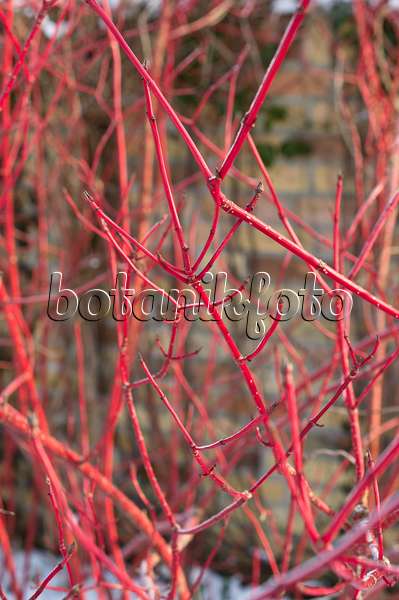 516031 - Common dogwood (Cornus sanguinea)