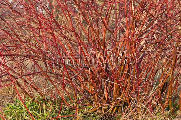 517032 - Common dogwood (Cornus sanguinea)