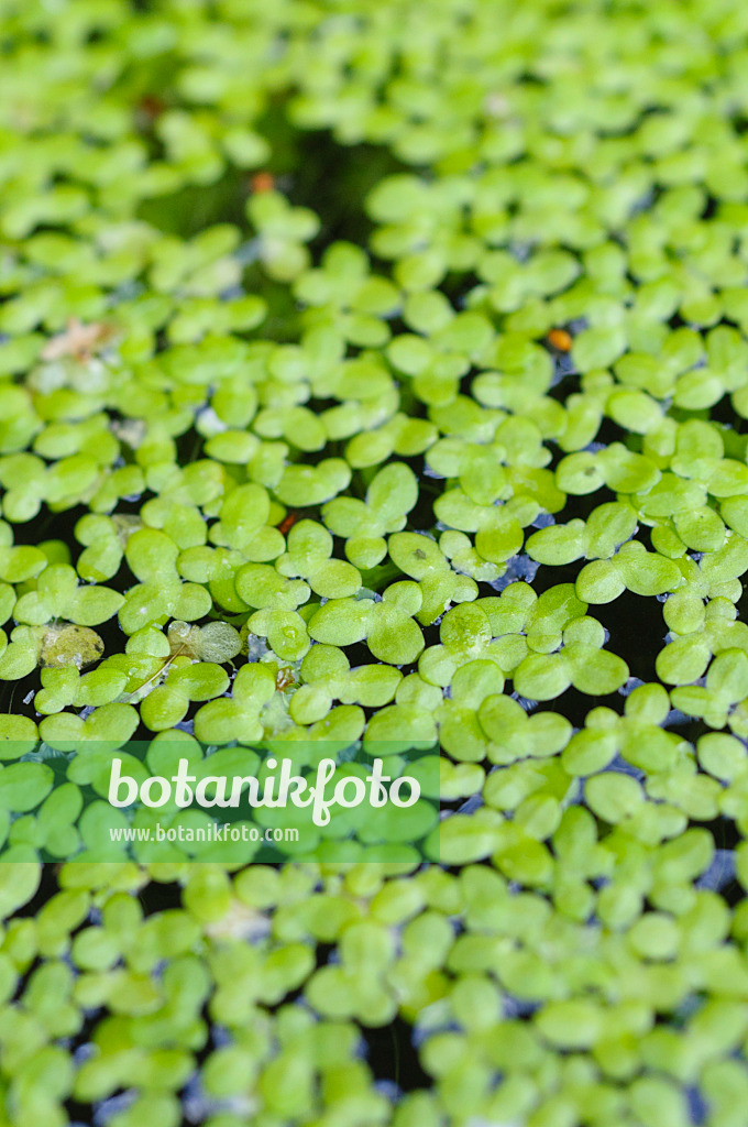 487007 - Common duckweed (Lemna minor)