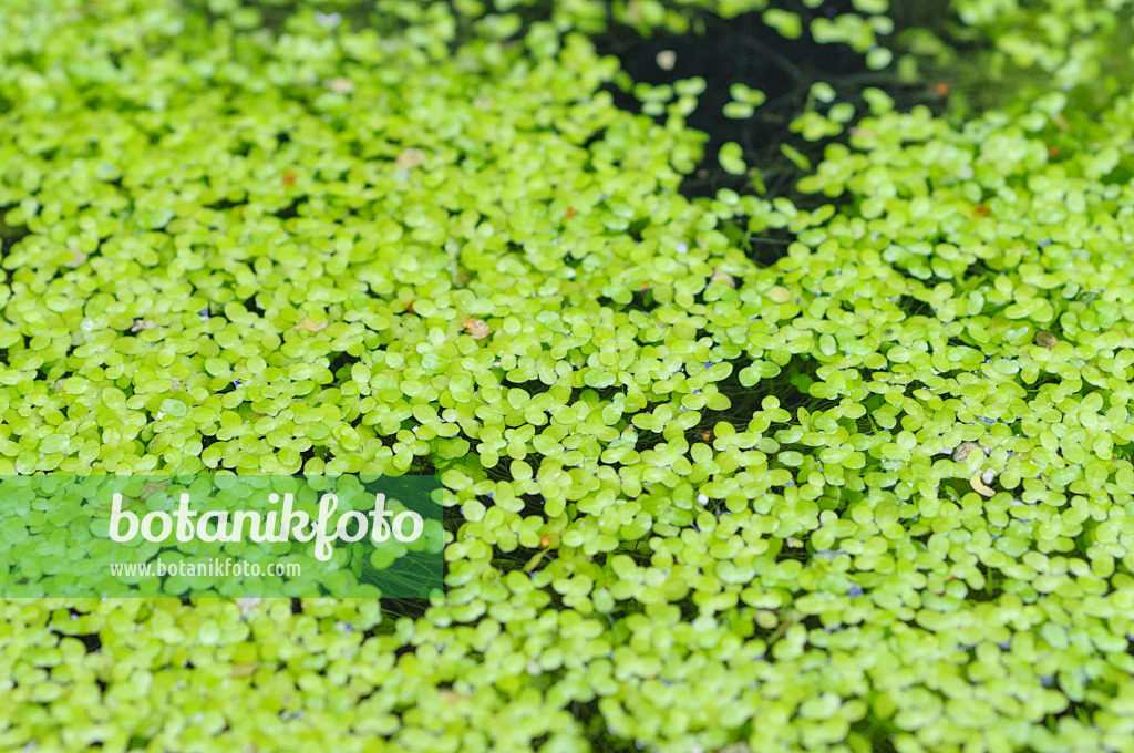 487008 - Common duckweed (Lemna minor)