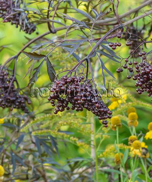 575326 - Common elder (Sambucus nigra 'Black Lace')