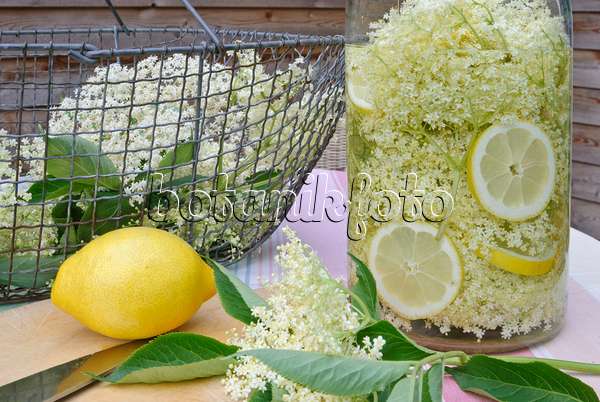 481024 - Common elder (Sambucus nigra) and lemons (Citrus limon) for the preparation of syrup