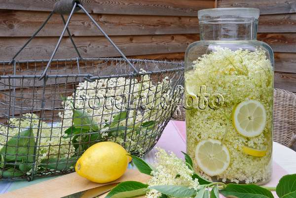 481025 - Common elder (Sambucus nigra) and lemons (Citrus limon) for the preparation of syrup