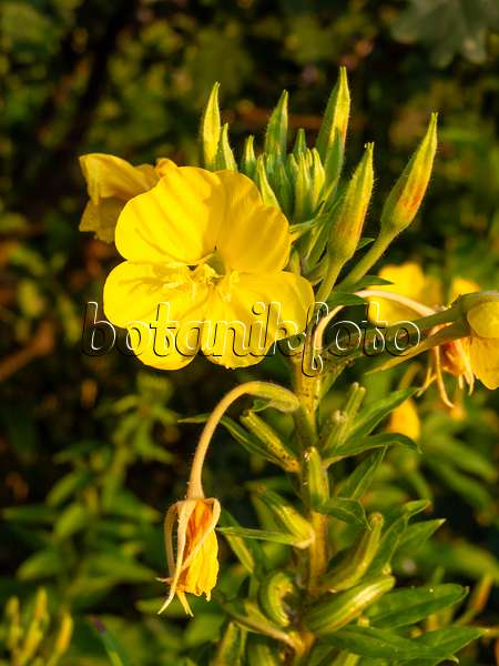 462183 - Common evening primrose (Oenothera biennis)