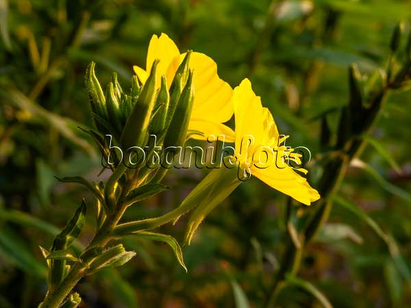 462184 - Common evening primrose (Oenothera biennis)