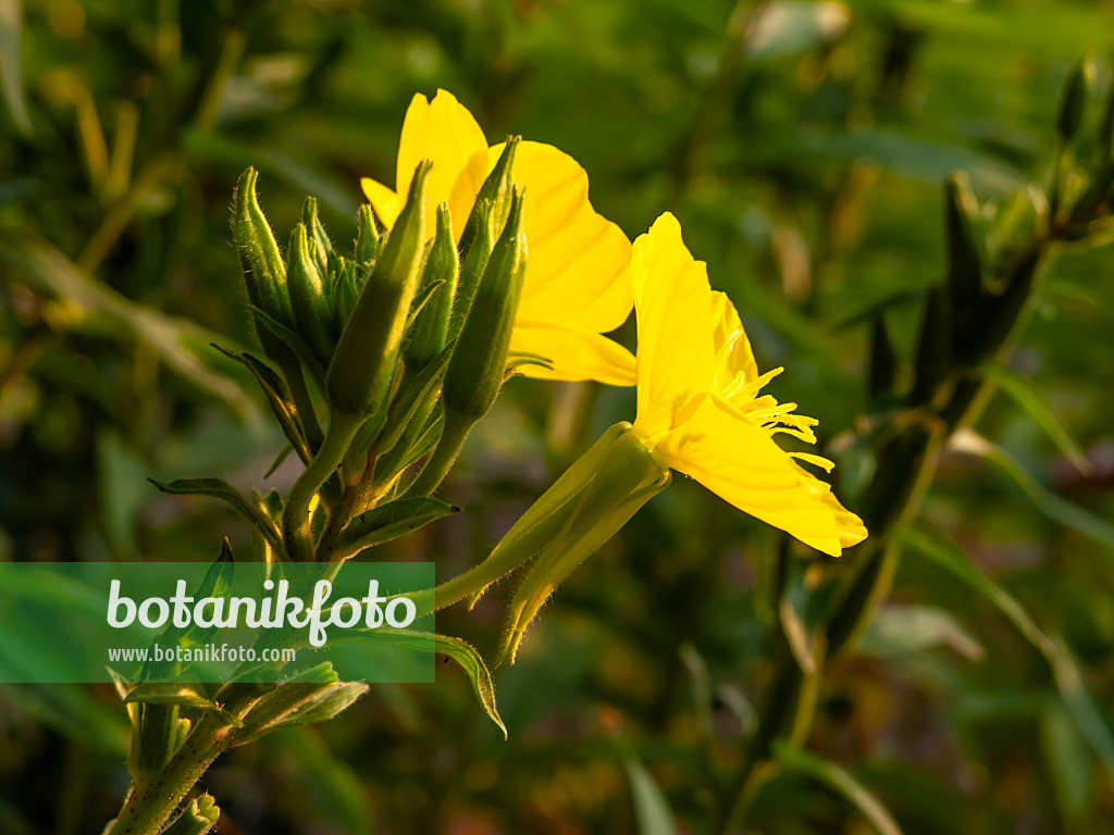 462184 - Common evening primrose (Oenothera biennis)