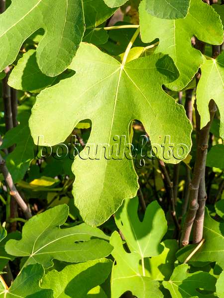 430093 - Common fig (Ficus carica)