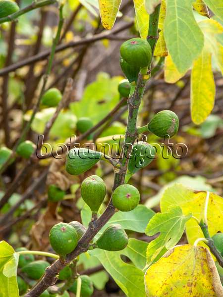 431059 - Common fig (Ficus carica)