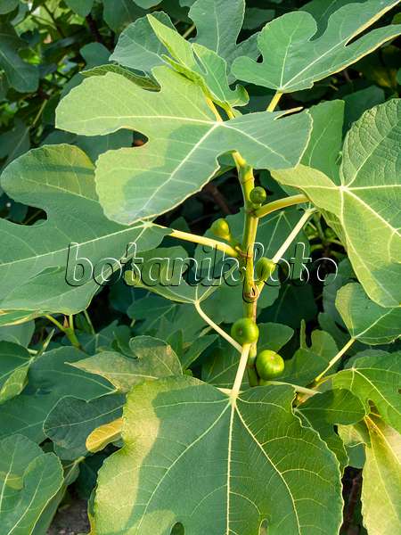 462182 - Common fig (Ficus carica)