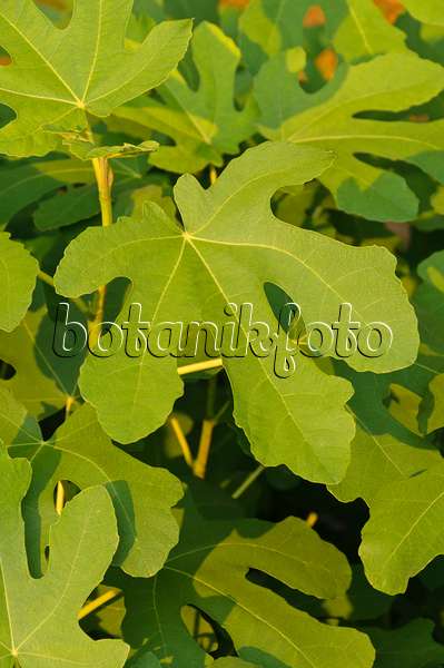 488146 - Common fig (Ficus carica)
