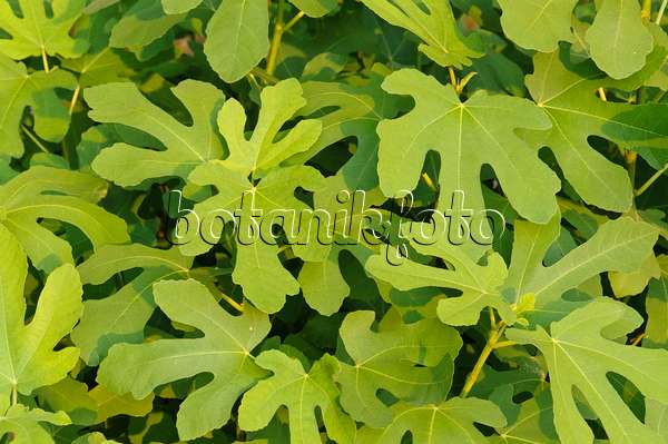 488147 - Common fig (Ficus carica)