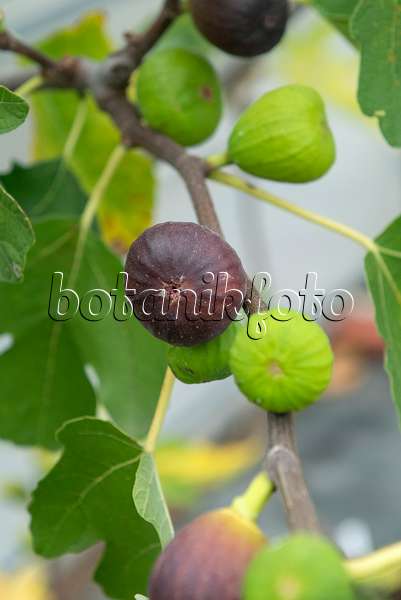 616008 - Common fig (Ficus carica 'Brown Turkey')