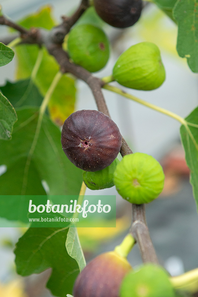 616008 - Common fig (Ficus carica 'Brown Turkey')