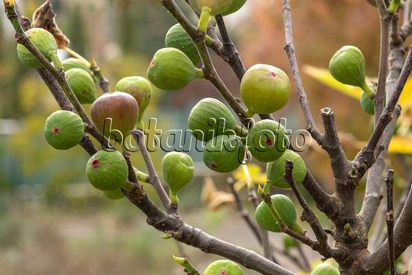 616009 - Common fig (Ficus carica 'Brown Turkey')
