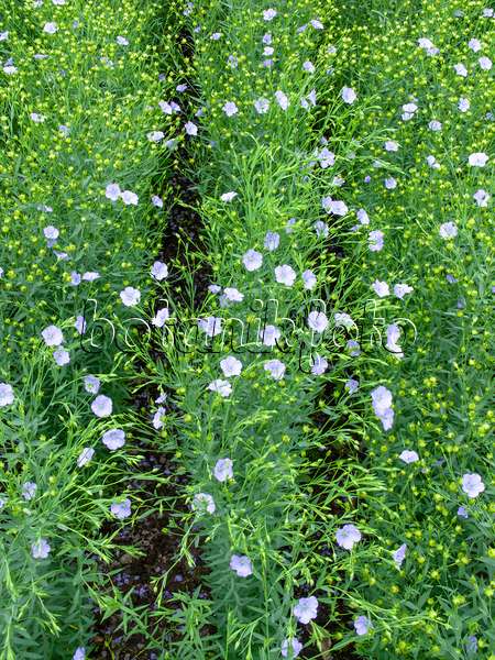 462154 - Common flax (Linum usitatissimum)