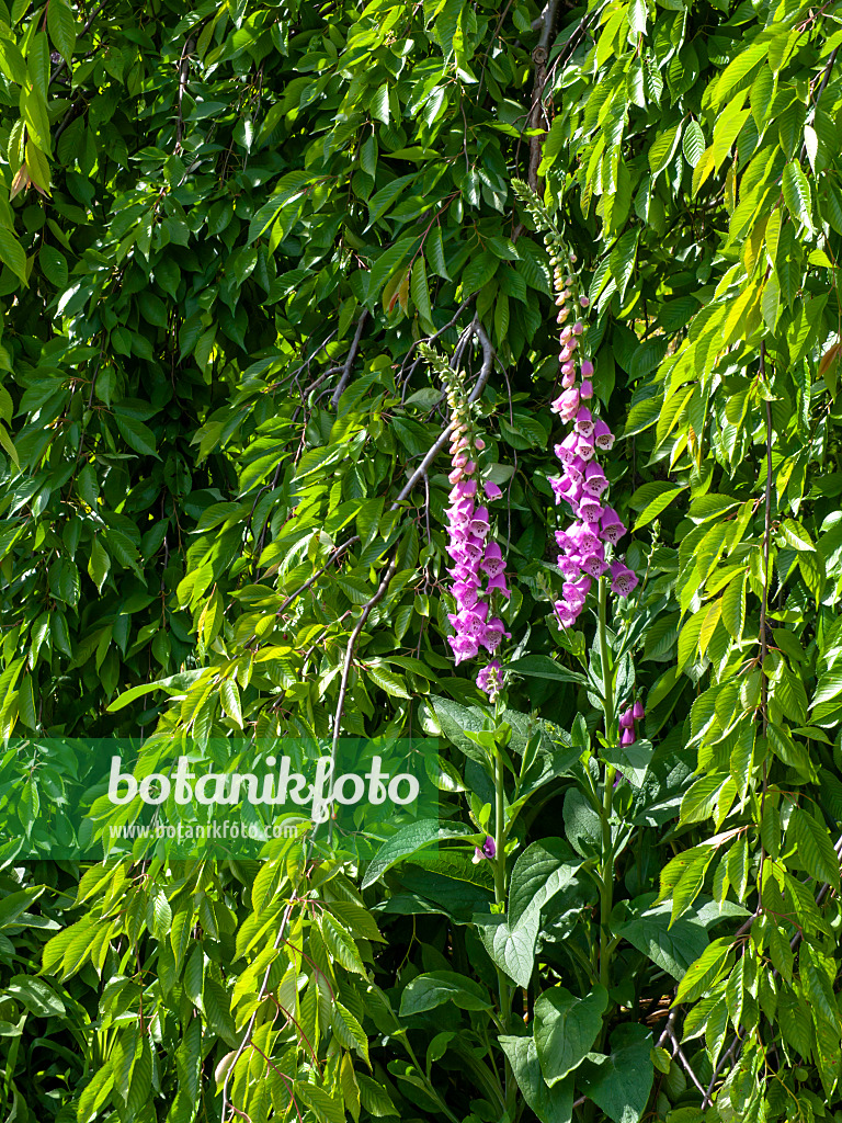 460126 - Common foxglove (Digitalis purpurea) and autumn cherry (Prunus subhirtella 'Pendula')